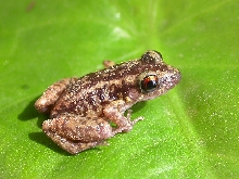 Baby frog ( I don`t know the name)