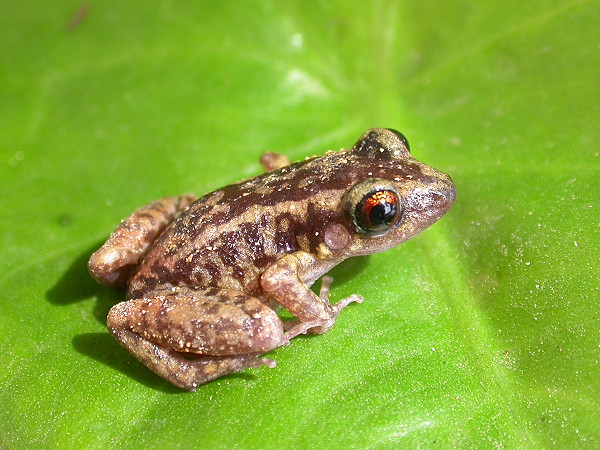 Baby frog ( I don`t know the name)