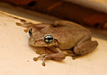 Osteopilus dominicensis