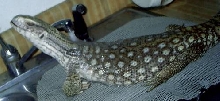 Meanie Enjoying His Spa Treatment