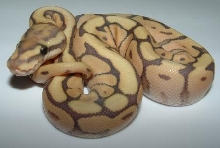 mhb1
