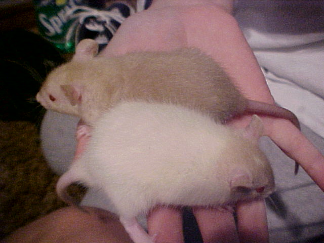 paradox albino rat??