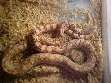 new female gopher