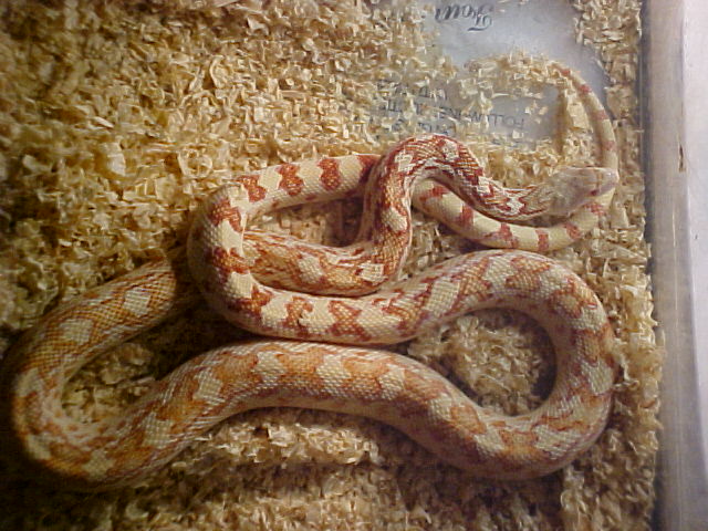new female gopher