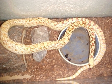 Albino Gopher male