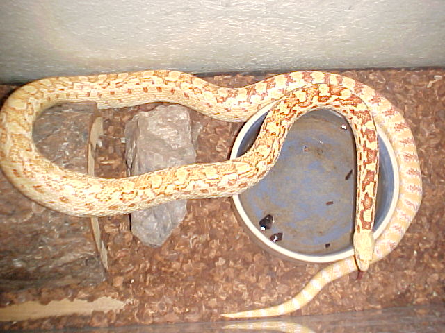 Albino Gopher male