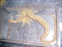 western hognose