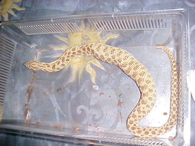 western hognose