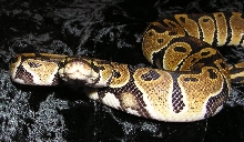 het albino