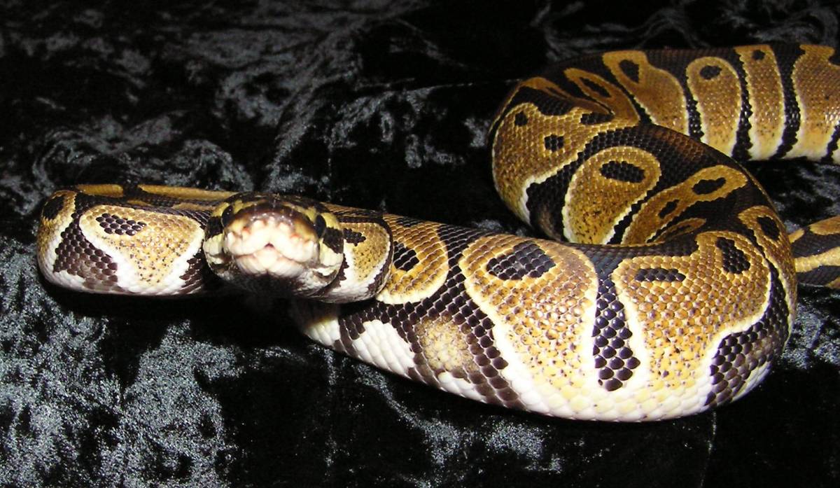 het albino