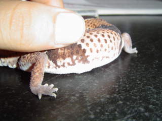 Choch Close up
