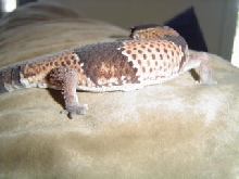Choch Couch