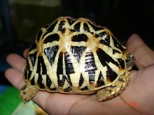 This is Sri Lankan Star Tortoise or not.