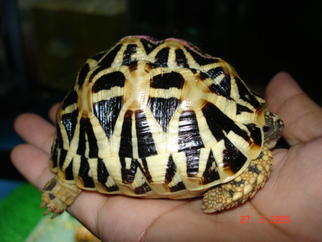 This is Sri Lankan Star Tortoise or not.