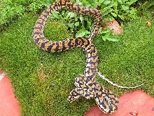 breeder male