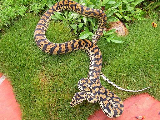 breeder male