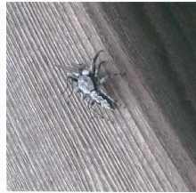mysterious spider