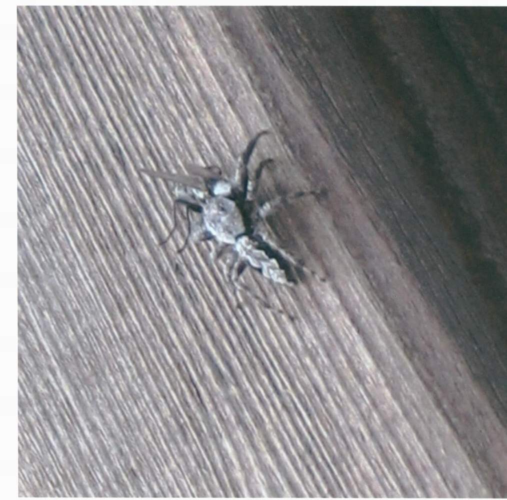 mysterious spider