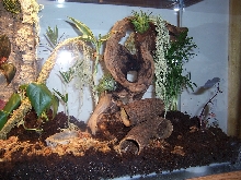 monkey pods