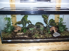 new dart frog tank