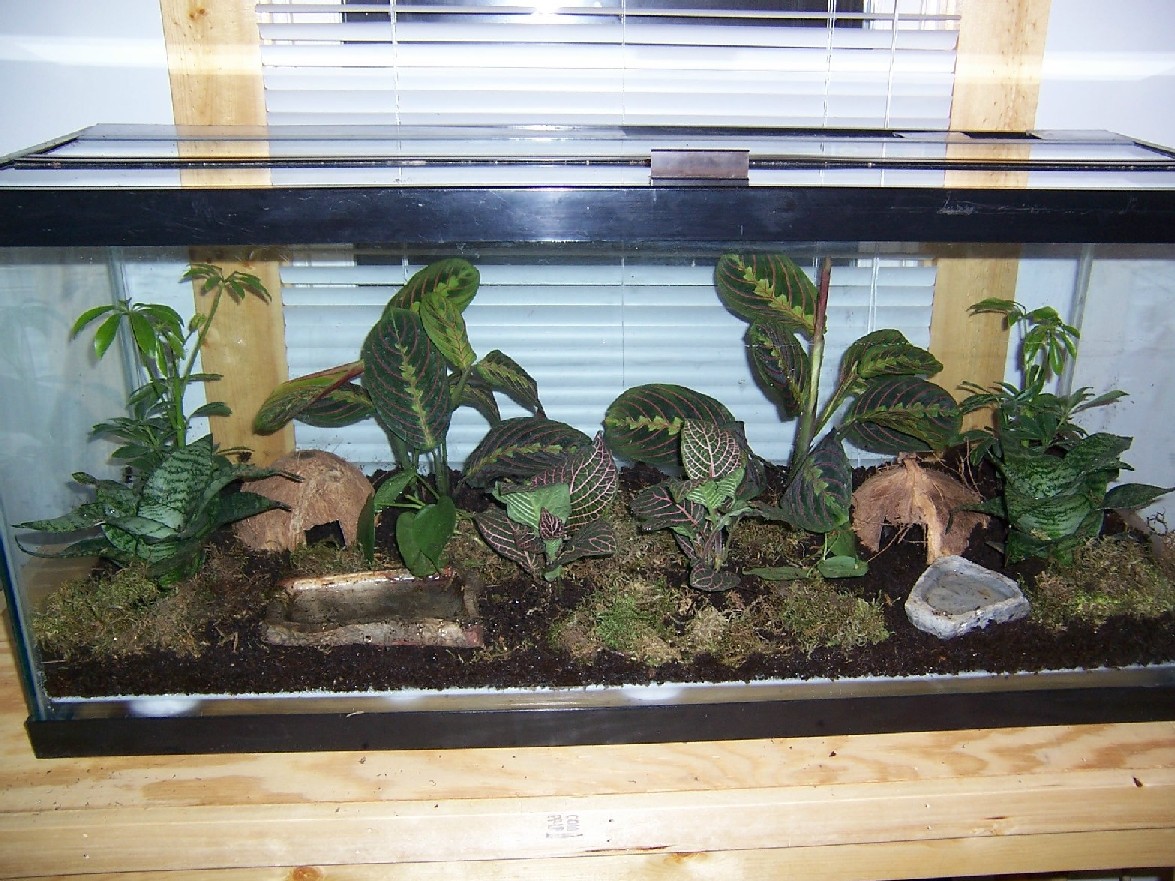 new dart frog tank
