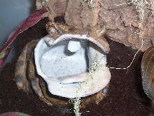 frog statue