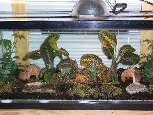 new dart frog tank 2