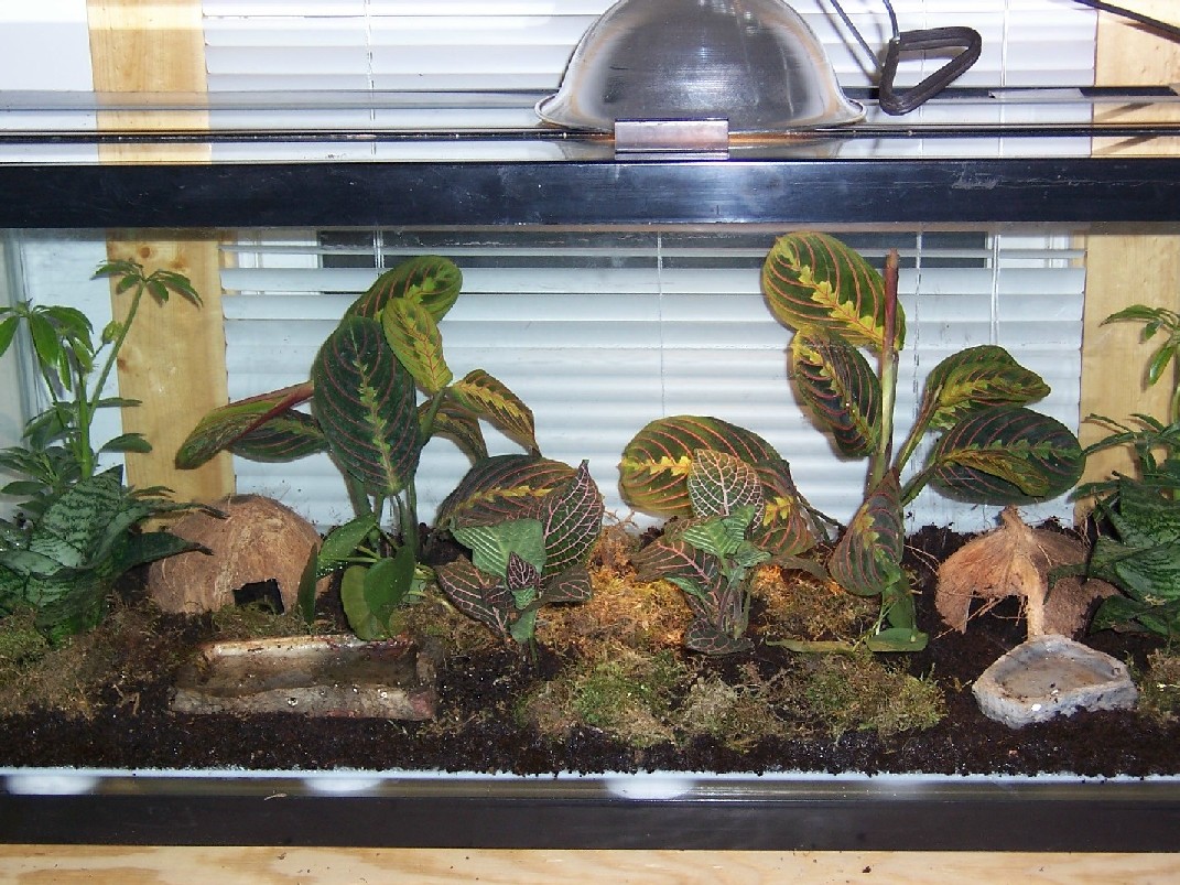 new dart frog tank 2