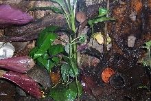 leuc tank