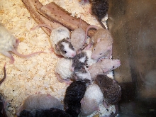 curly rats