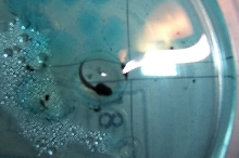 tadpole