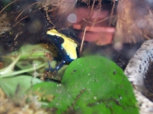 male or female