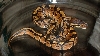 Sobe - My first Ball Python