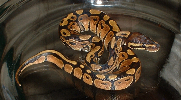 Sobe - My first Ball Python