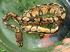 Sobe after shed #2