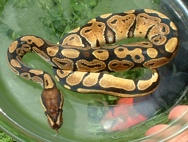 Sobe after shed #2