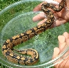 Another pic of Sobe after shed #2