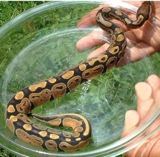 Another pic of Sobe after shed #2