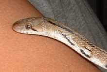 Trinket Snake