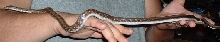 Trinket Snake