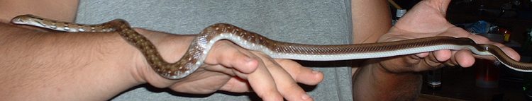 Trinket Snake