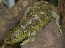 Soloman Isle Skinks