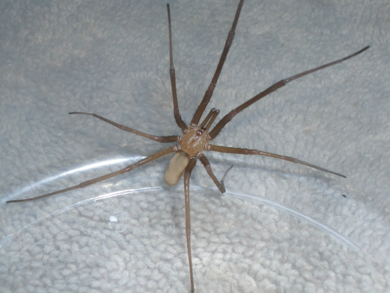ID please?