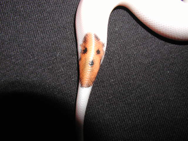 HappyFace4
