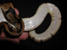 What am I?