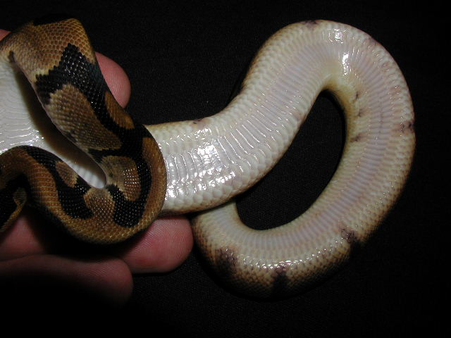 What am I?