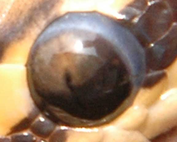 lightingeye2