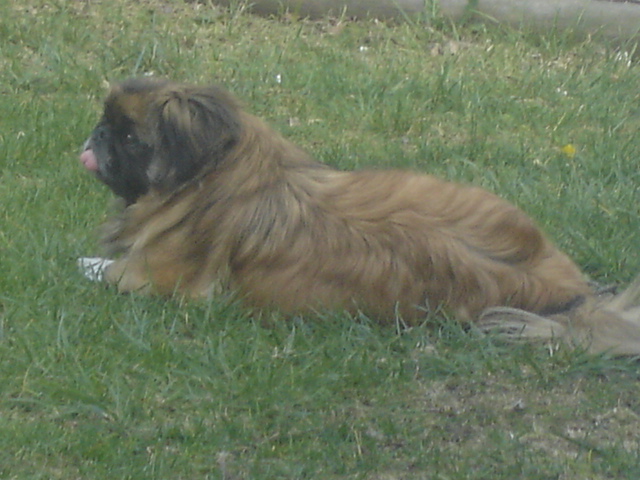 Mason enjoying the sun.