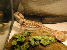 My little hypo beardie!
