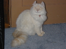 Dis is Blizzard!